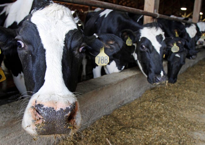 In this April 20, 2011 photo, cows stand in Harold Howrigan's barn in Fairfield, Vt. An oversupply of milk in the U.S. and around the world has caused milk prices paid to farmers to fall below production costs for months.