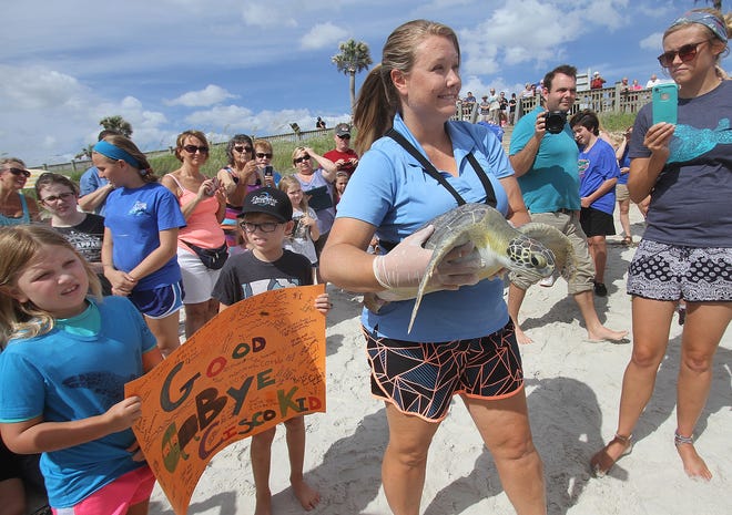 Brooke Burkhalter, a University of Florida Whitney Lab veterinarian holds Cisco Kid, a juvenille green sea turtle, Monday June 20, 2016 as she walks past the crowd gathered at Marineland Beach to watch Cisco Kid being released back into the Atlantic Ocean. He was treated for fibropappilomatosis a disease that causes internal tumors.  News-Journal/David Tucker