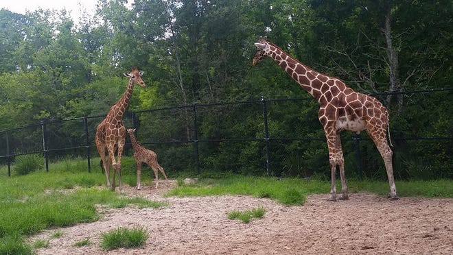 A male giraffe born June 12 at the Jacksonville Zoo and Gardens stands near his mother. Measuring 6-feet-4 inches tall, he is the tallest giraffe ever born at the zoo.