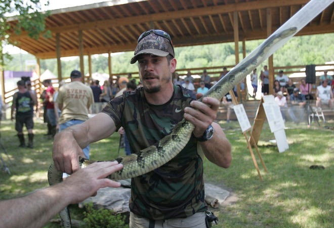 Snake hunter Steve Geist holds a Timber Rattlesnake for a spectator to pet during the Noxen Pa. Rattlesnake Roundup on Saturday, June 18, 2016. During the Roundup snakes are brought in form surrounding areas measured, tagged and released into the wild.