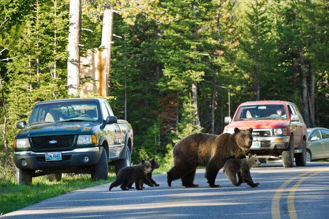 This June 2011 file photo shows Grizzly bear No. 399 crossing a road in Grand Teton National Park, Wyo., with her three cubs. A car has killed the only bear cub believed born this year to bear No. 399, one of the best-known grizzlies in Wyoming's Grand Teton National Park. Park officials say the cub died after being hit Sunday night. They say they're reasonably certain it belonged to a popular grizzly dubbed 399 but can't be sure before DNA testing.