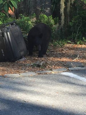 A black bear spotted in late May in the Palmora Park neighborhood of Leesburg.