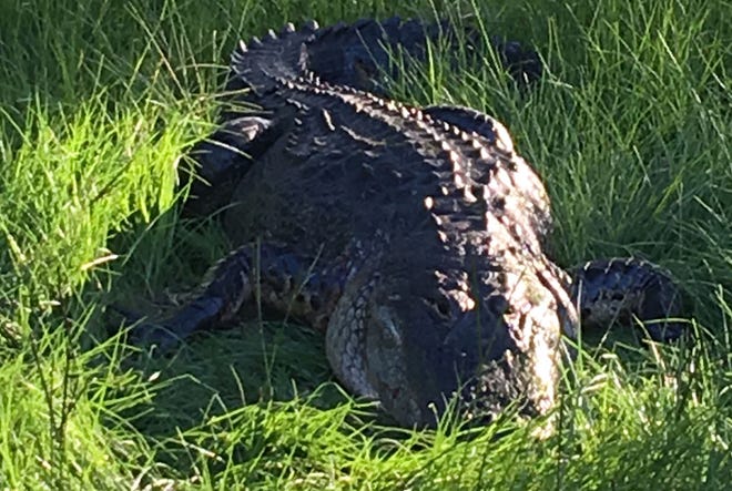 The alligator that attacked Jackie Hildreth at a Sumter County farm Tuesday.