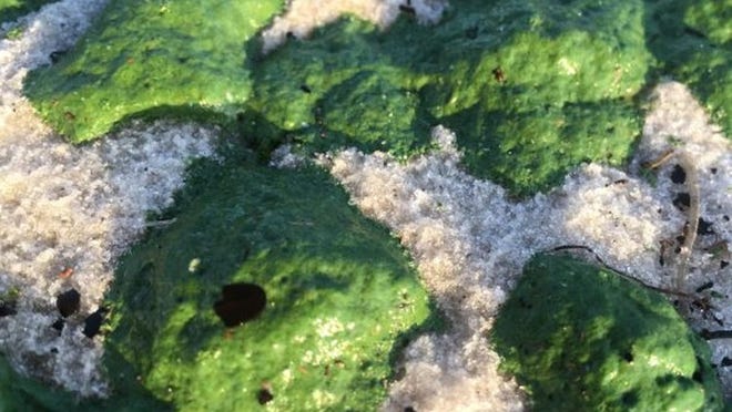 A close up photo of algae on Summa Beach Park in West Palm Beach on June 22, 2016.