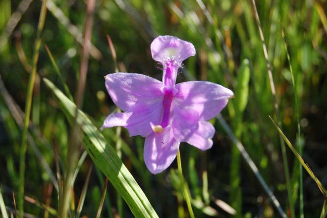 A grass pink orchid grows in the Robert F. Smith Cold Brook Preserve in Harwich. STAFF PHOTO BY RICH ELDRED