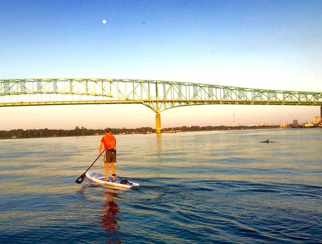 Mark.Woods@jacksonville.com Chris Burns heads back toward downtown, with the moon above the Hart Bridge and a dolphin below it, during a sunrise stand-up paddleboard with Times-Union columnist Mark Woods.