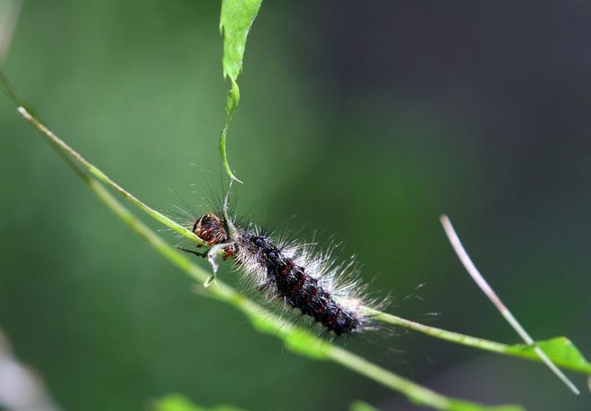A gypsy moth caterpillar eats leaves from an oak tree at the home of Ken and Nancy Brown in West Greenwich.
