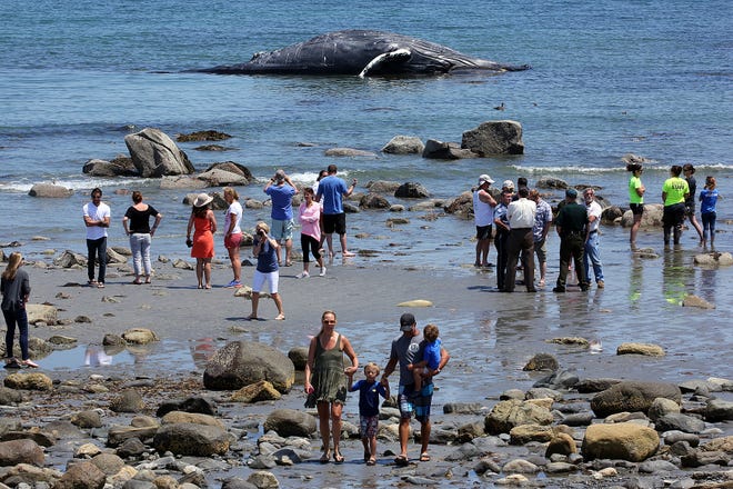 Crowds gather on the beach at Rye Harbor State Park and Foss Beach to witness a 45-foot humpback whale that washed onto the rocks earlier Monday morning. Marine investigators identified the whale as an 18-year-old female named Snow Plow.
Photo by Rich Beauchesne/Seacoastonline