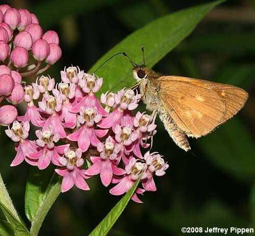 Finding native milkweed plants can be tricky