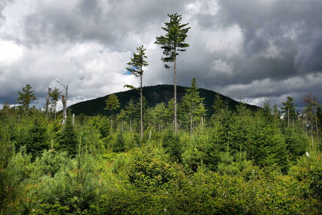 FILE - In this Aug. 5, 2015 file photo, a forest grows back beneath a few uncut white pines several years after it was logged near Soubunge Mountain in northern Maine. In a study of suicide rates by occupation, the workers who killed themselves most often were farmers, lumberjacks and fishermen. Researchers found the highest suicide rates in manual laborers who work in isolation and face unsteady employment. The report from the Centers for Disease Control and Prevention was released Thursday, June 30, 2016. (AP Photo/Robert F. Bukaty)