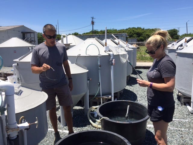 Roland-Grise Middle School teacher Stephanie Titzel learns about fish spawning from Patrick Carroll of the University of North Carolina Wilmington during the first week of her Kenan Fellowship project, Surf and Turf: Oysters, Finfish and Horticultural Research. COURTESY OF STEPHANIE TITZEL