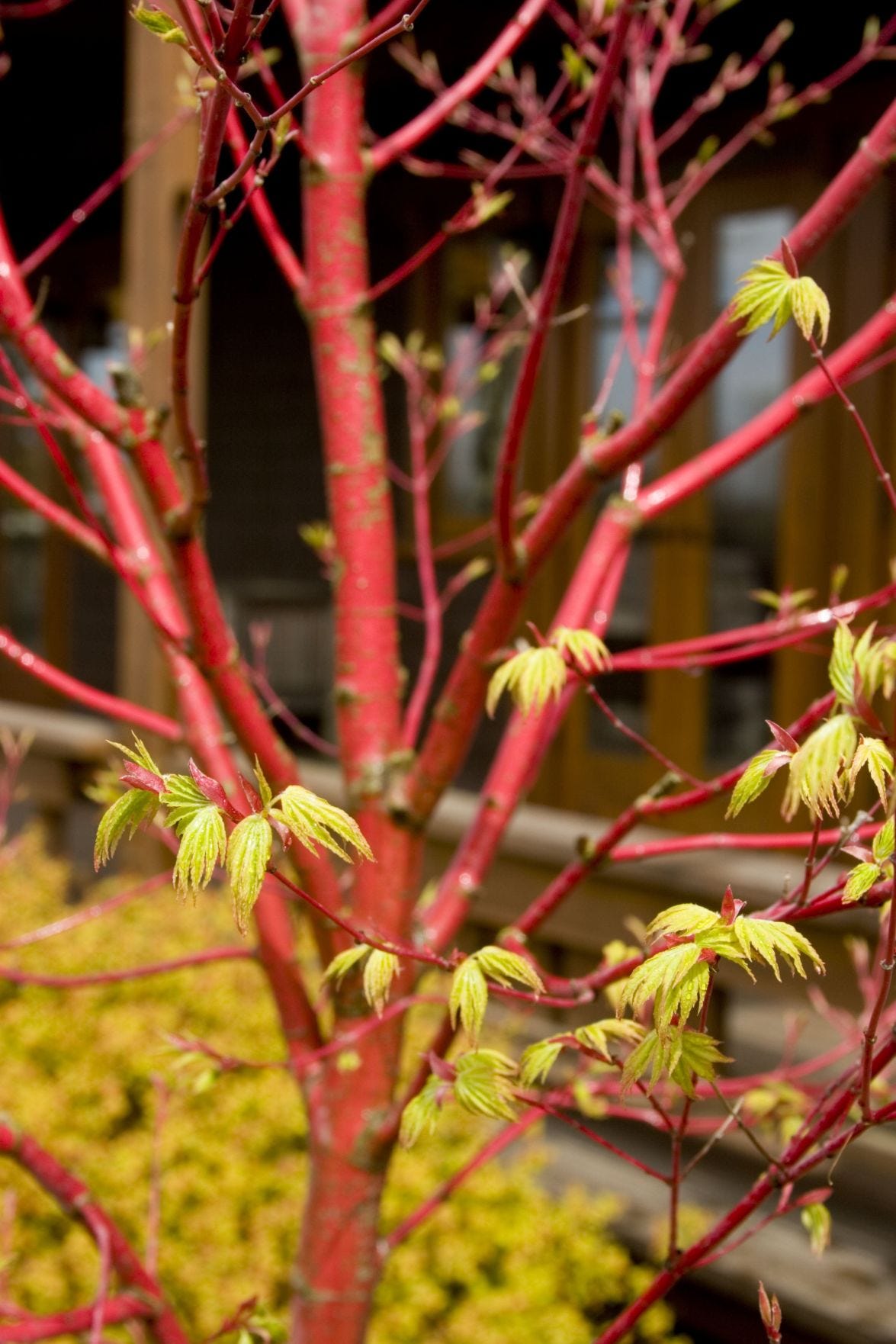 Your Garden: How to grow Japanese maples from seed