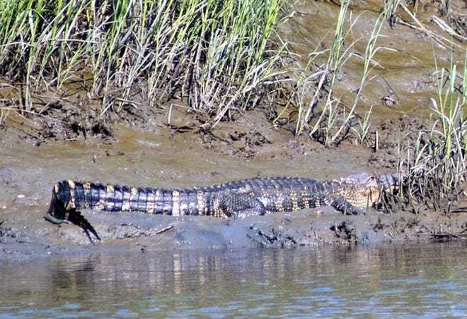 Jean Tanner/For Bluffton Today A colorful eight-foot alligator minds his own business while sunning on a mud bank at Stoney Creek.