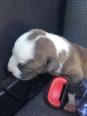 Police smashed out a car window to rescue this puppy that was left in a Pensacola mall parking lot. Pensacola Police Department