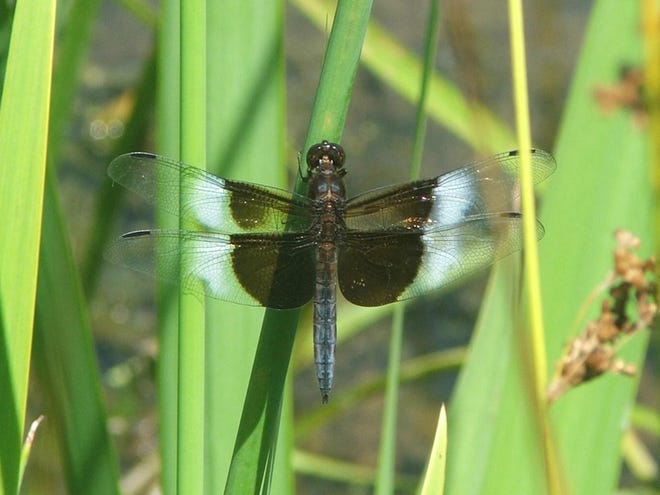 Learn all about dragonflies on July 16 at the Hudson Highlands Nature Museum. Photo by Pam Golben