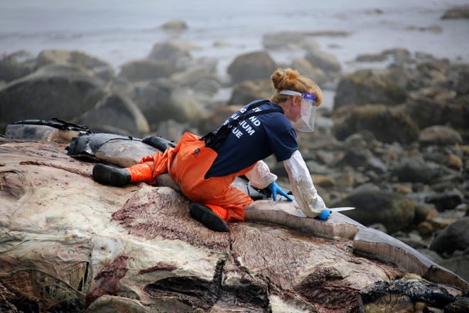 Ulika Wocial, a biologist for New England Aquarium, begins the investigation on what killed the 18 year-old female humpback whale named Snow Plow on June 29, on Foss Beach in Rye. A necropsy is being performed on the whale days after she washed ashore in New Hampshire. Rich Beauchesne/Portsmouth Herald