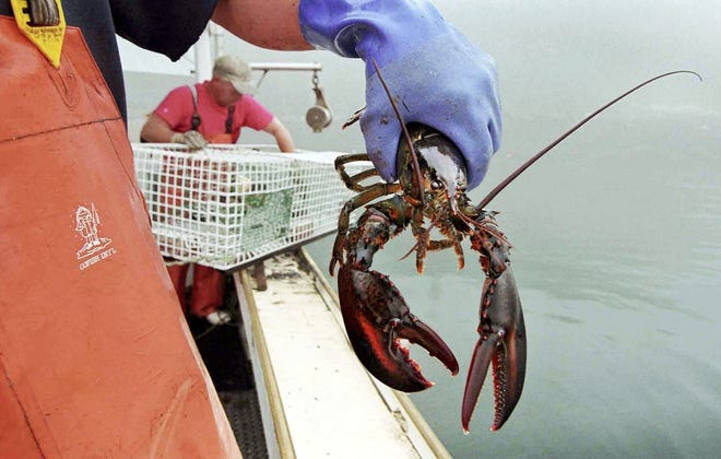 A sternman holds a lobster caught off South Bristol, Maine. A bait shortage threatens to affect the state of Maine’s signature lobster fishing industry. AP photo/Robert F. Bukaty, file