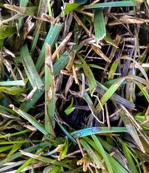 Brown patch lesions visible on tall fescue turf in midsummer.