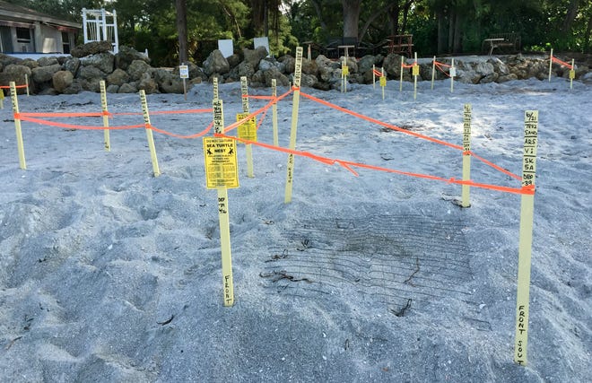 Numerous turtle nests are marked by Mote Marine's turtle patrol scientists, interns and volunteers on Siesta Key this month. STAFF PHOTO / MIKE LANG