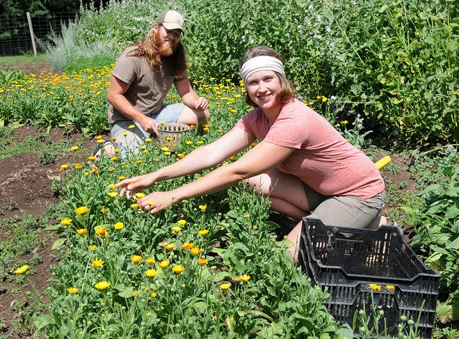Amanda Midkiff and Jamie Sims harvest some of the many varieties of herbs at their Locust Light farm in Solebury.
