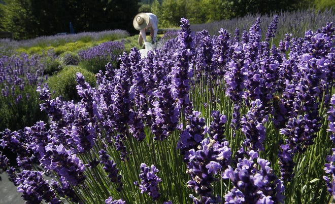 Carol Tannenbaum works in a field of lavender at McKenzie River Lavender, 40882 McKenzie River Highway, Springfield. Visit the farm Saturday and Sunday, July 9-10, from 10 a.m. to 4 p.m. for th annual lavender festival. (The Register-Guard, file)
