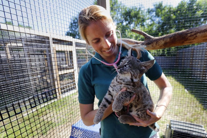 Dr. Whitney Greene, the new Buttonwood Park Zoo veterinarian, uses a stethoscope to listen in on the heartbeat and breathing of one of the zoo's latest additions. 

PETER PEREIRA/THE STANDARD-TIMES/SCMG