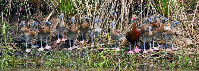Adult black-bellied whistling duck with older juveniles, seen at Delta Plantation in September 2006. Photo by Diana Churchill/For Savannah Morning News