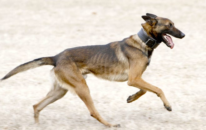 K-9 Robbie, shown in this 2011 file photo, died in a police vehicle on Friday. (