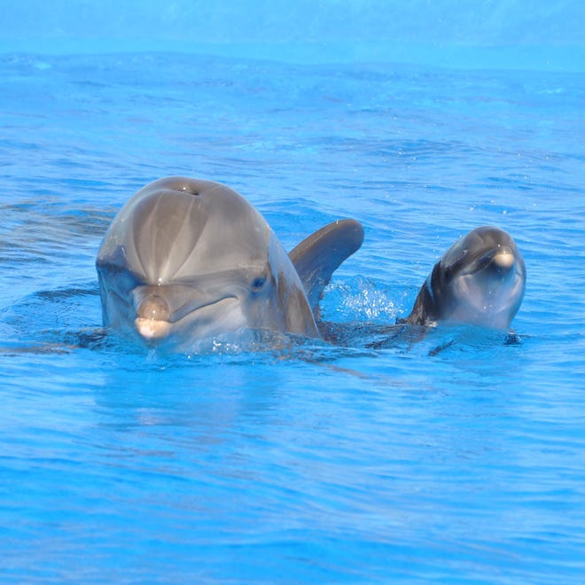 Lily, a 12-year-old dolphin, is seen with her newborn calf at Marineland Dolphin Discovery. PHOTO PROVIDED