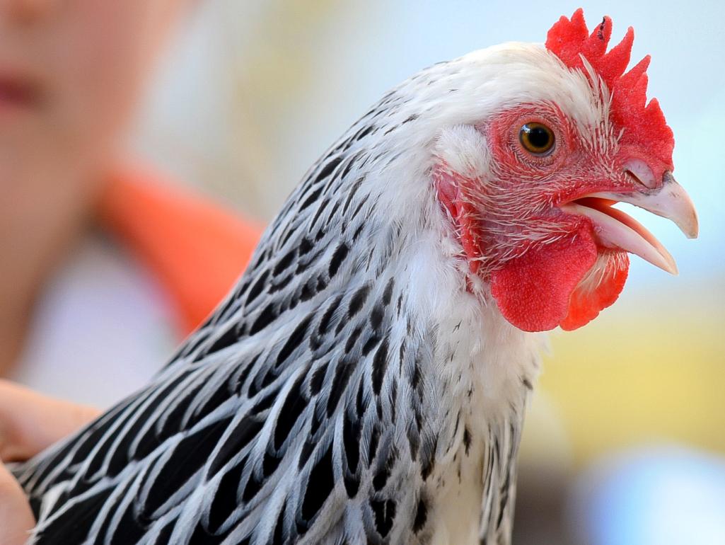 Sarasota County backyard chicken rules finally hatch