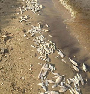 Dead fish line the Neuse River beach near Fisher’s Landing.