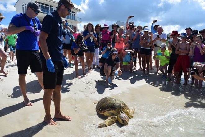 Onlookers and Gulf World staffers cheer on Erica, a 110-pound loggerhead, as she heads back into her Gulf of Mexico home Thursday morning. She was rescued from Seacrest Beach in April and was found to be suffering from pneumonia.