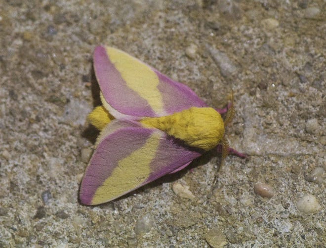 The Rosy Maple moth.