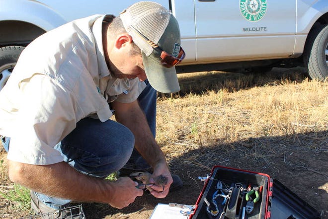 Wildlife biologist Aaron Sisson carefully brands a dove with an identifying ankle bracelet.