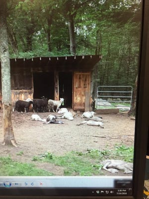 Dead livestock are sprawled on the ground as other animals walk near them on the site where animal abuses were discovered Tuesday in Westport.

COURTESY PHOTO WESTPORT POLICE DEPARTMENT