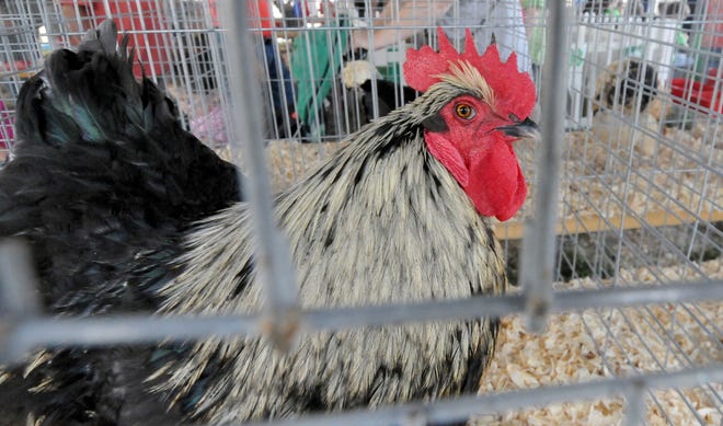 Mufasa, a chicken, stands in his cage during the Farm Fair at the Burlington County Fair Grounds on Wednesday, July 20, 2016 in Springfield Township.