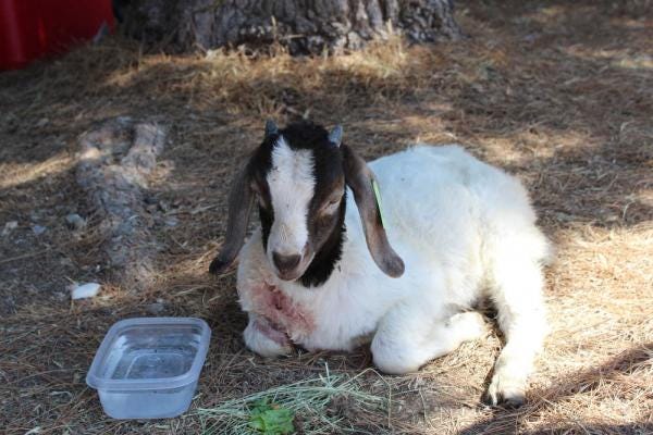 Miracle was the only goat to survive the attack last week that left nearly 30 Lubbock ISD goats dead.