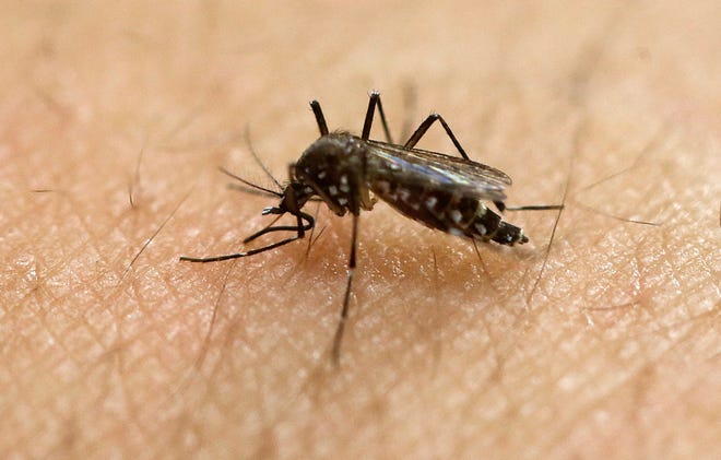 In this Jan. 18 file photo, a female Aedes aegypti mosquito acquires a blood meal on the arm of a researcher at the Biomedical Sciences Institute in the Sao Paulo's University in Sao Paulo, Brazil. The CDC is working with Florida health officials to investigate what could be the first Zika infection from a mosquito bite in the continental United States.