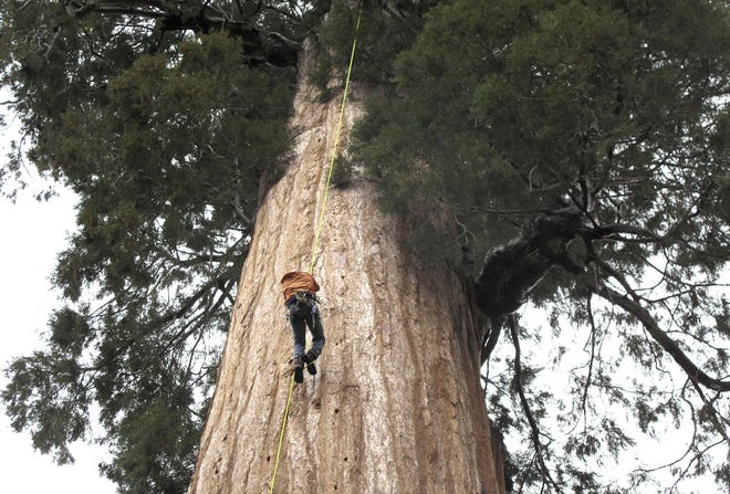 Arborist Jim Clark climbed a giant sequoia this spring in the southern Sierra Nevada range in California to collect new growth from its canopy. Clark volunteers with a group that collects genetic samples from ancient trees and clones them in a lab.