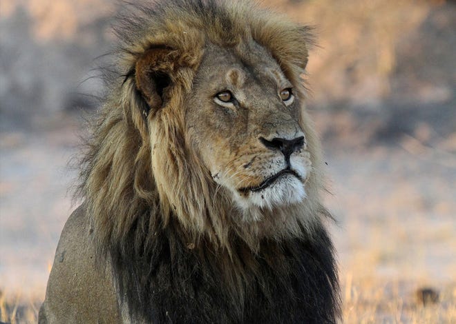 In this photo taken Nov. 20, 2013, Cecil the Lion rests near Kennedy One Water Point in Hwange National Park, Zimbabwe. A year ago an American killed the well known Lion in Hwange in what authorities said was an illegal hunt, infuriating people worldwide and invigorating an international campaign against so called trophy hunting in Africa.