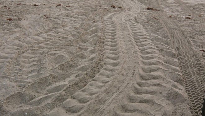 Reader Kari Foster of North Palm Beach took this file photo of Leatherback turtle tracks while on an early morning turtle survey with Kathryn Rothenburg, Park Specialist at John D. MacArthur Beach State Park. The turtle had nested on the beach the prior evening. They counted 4 new Loggerhead and 3 new Leatherback nests. The park offers nighttime walks to allow the public to watch nesting loggerhead turtles.