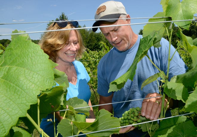 Broken Creek Vineyard and Winery owners Peggy and Eric Preusse inspecting grapes on their vineyard in Shrewsbury.

 (Daily News and Wicked Local Photo / Bradley Cauchon)
