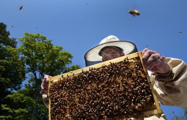 Bee expert Jerry Hayes of Monsanto looks for the queen as he checks a colony at the company's research center in Chesterfield, Mo.