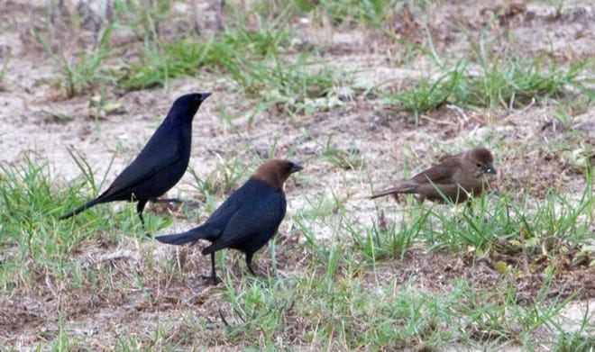 A rare (in Georgia) shiny cowbird poses with a male and female brown-headed cowbird. Photo by Diana Churchill/For Savannah Morning News