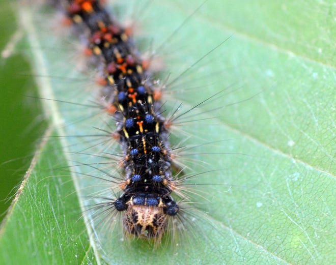 Kirby C. Stafford III, head of the Connecticut Agricultural Experiment Station, said the region can expect to see a large number of gypsy moth caterpillars again next year, depending on spring rains. Bulletin file photo