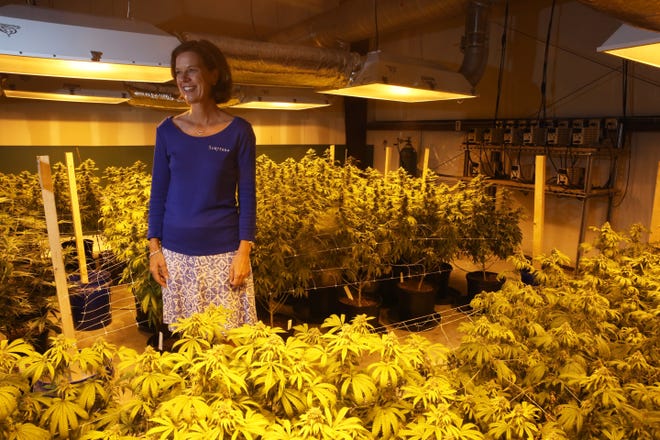 Susan Driscoll, president of Surterra Therapeutics, at the 6,000-square-foot indoor growing facility on the outskirts of Tallahassee, where they have begun harvesting their marijuana crop to produce a high cannabidiol (CBD), low tetrahydrocannabinol (THC) Cannabis extract. The Associated Press