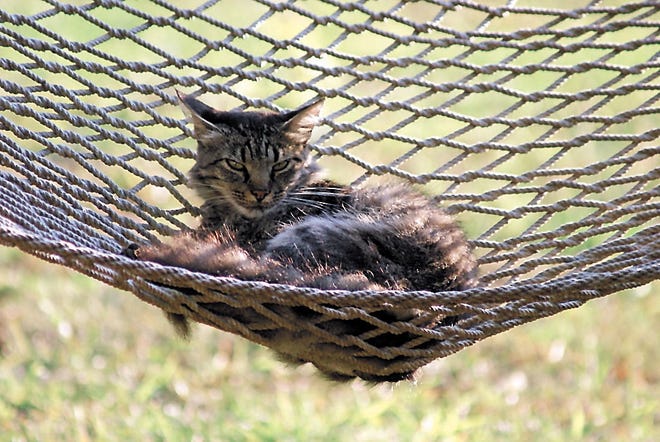 Jean Tanner/Special to Jasper County Sun Times Jean Tanner's cat, Sassy, says warmer days mean 'cat-napping' in the hammock.