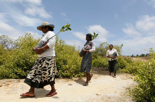 In this July 18, 2016 photo, Sri Lankan mangrove conservation workers carry mangrove saplings for planting in Kalpitiya, about 130 kilometers (81 miles) north of Colombo, Sri Lanka. Sri Lanka's government and environmentalists are working to protect tens of thousands of acres of mangrove forests _ the seawater-tolerant trees that help protect and build landmasses, better absorb carbon from the environment mitigating effects of global warming and reducing impact of natural disasters like tsunamis. Authorities have identified about 37,000 acres (15,000 hectares) of mangrove forests in Sri Lanka that are earmarked for preservation. (AP Photo/Eranga Jayawardena)