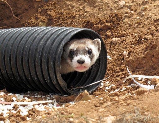 FILE - This Oct. 1, 2014, file photo shows a black-footed ferret peeking out of a tube after being brought to a ranch near Williams, Ariz. The endangered weasel is returning to an area of western Wyoming where the critter almost went extinct more than 30 years ago. Biologists plan to release 35 black-footed ferrets Tuesday, July 26, 2016, near Meeteetse, Wyo. Scientists thought the black-footed ferret was extinct until a dog brought a dead one home near Meeteetse in 1981. (AP Photo/Felicia Fonseca, File)