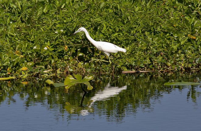 A wading bird looks for food along the Ocklawaha River in Eureka. (Doug Engle/Star-Banner, File)